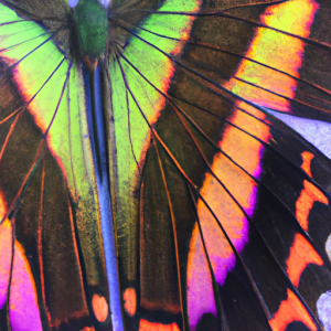Closeup of a rainbow-colored butterfly wing.
