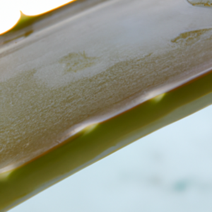 A close-up of an aloe vera leaf with its slimy, gel-like inner texture.
