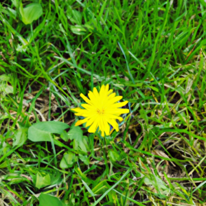 Suggested Prompt: A yellow flower blooming in a field of bright green grass.