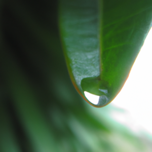 A closeup of a green leaf with a drop of water rolling down its side.