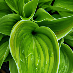 A close-up of a green leafy plant with dewy drops of water on its leaves.