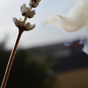 A close up of a natural flower, with a hint of smoke in the background.