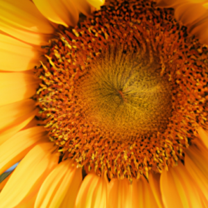 A close-up of a sunflower, with the petals radiating in a sunburst pattern.