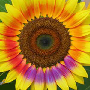 A bright yellow sunflower with a rainbow of colors radiating from its center.