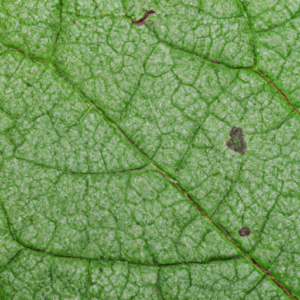 A close-up of a green leaf with a faint pattern of lichen on the surface.