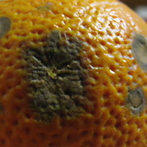 A closeup of an orange with a faded patch in the center.