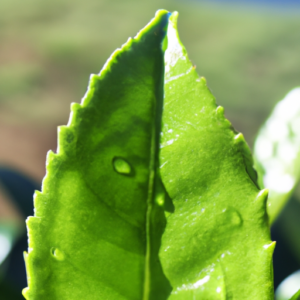 A close-up of a green tea tree leaf with drops of oil glistening on the surface.