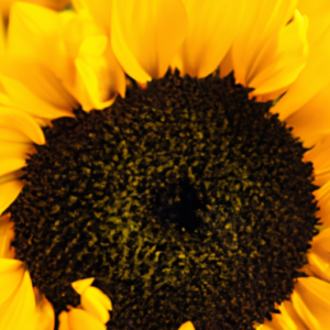 A close-up of a sunflower, with yellow petals and a dark center.